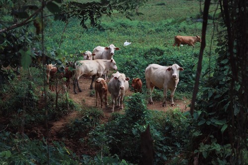 Brasilianisches Billigfleisch für alle Welt