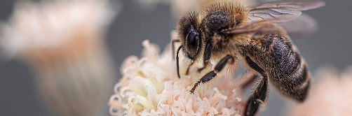 Biene auf Blüte Biene auf Blüte